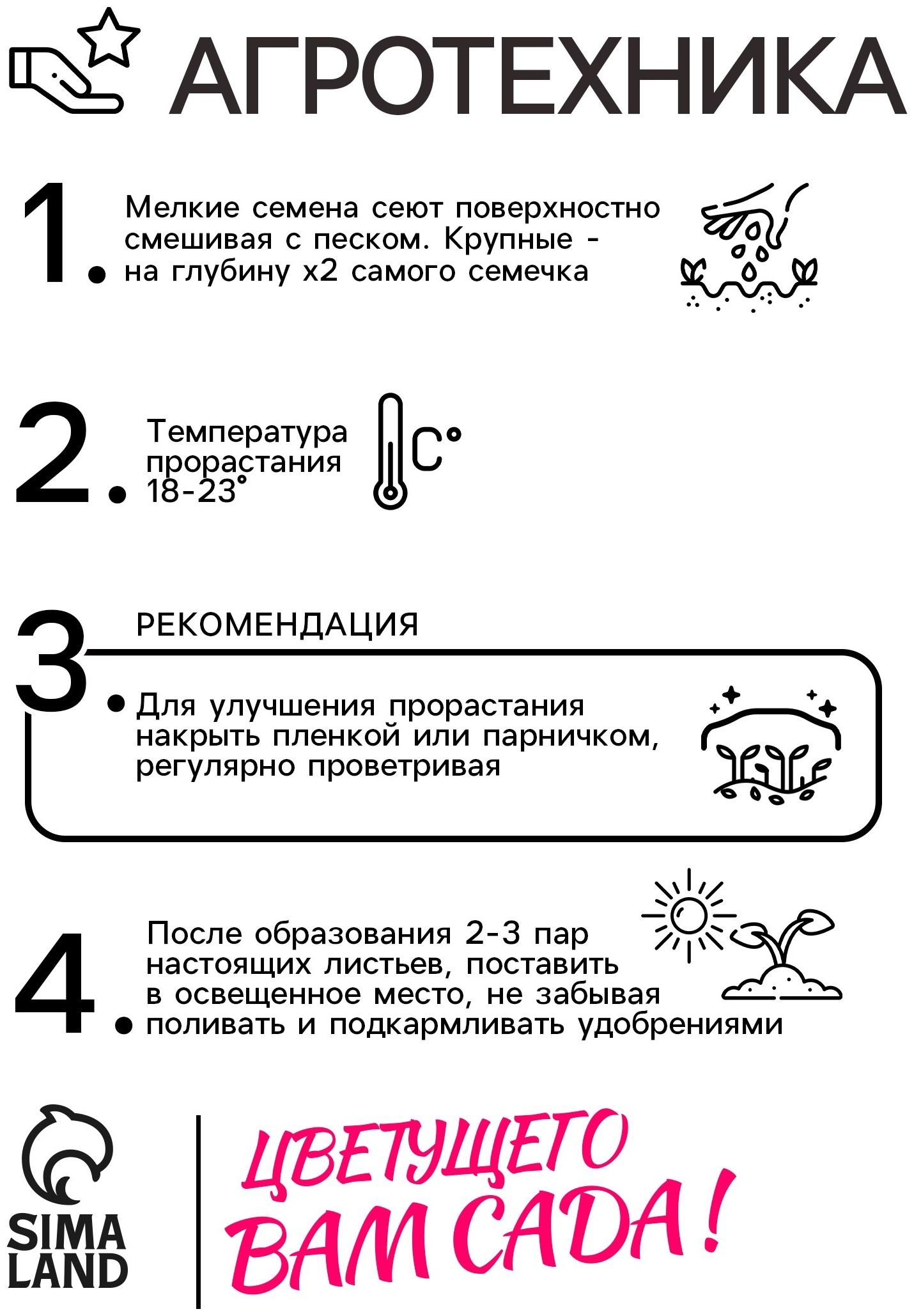Семена  Петуния 