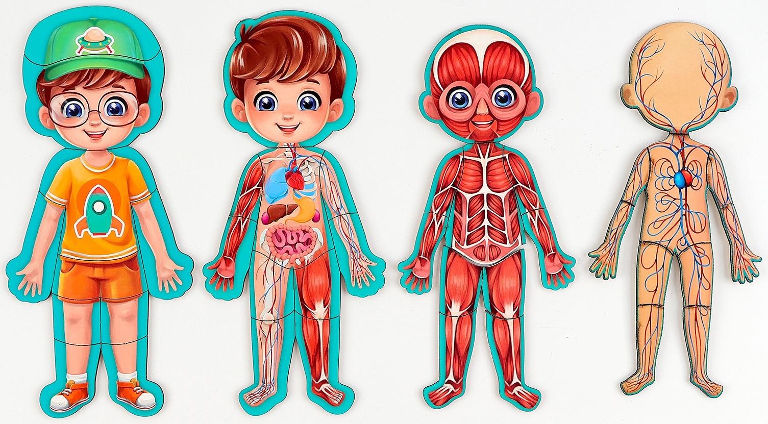 Обучающий набор «Тело человека», рамка-вкладка и книга с наклейками