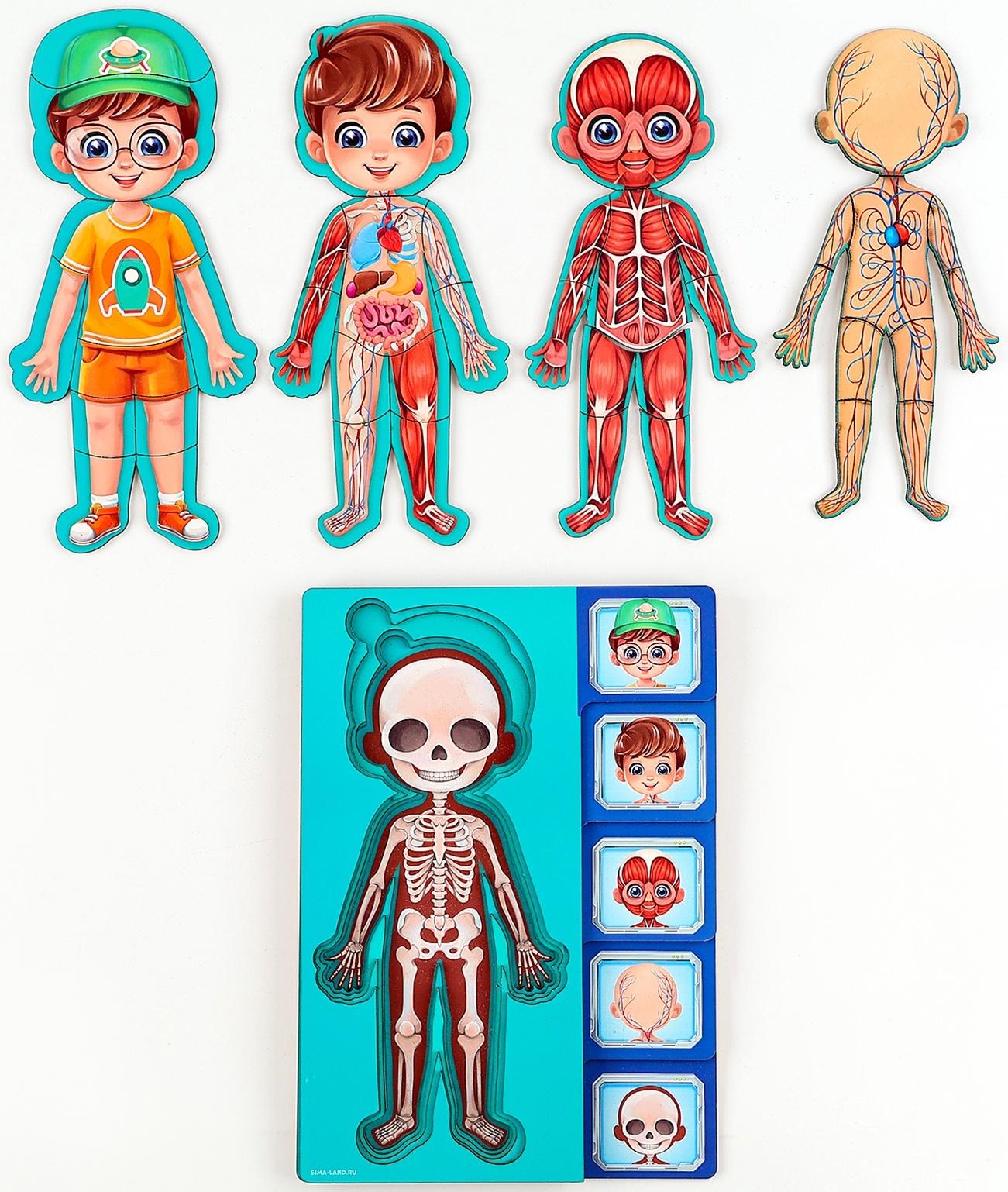 Обучающий набор «Тело человека», рамка-вкладка и книга с наклейками