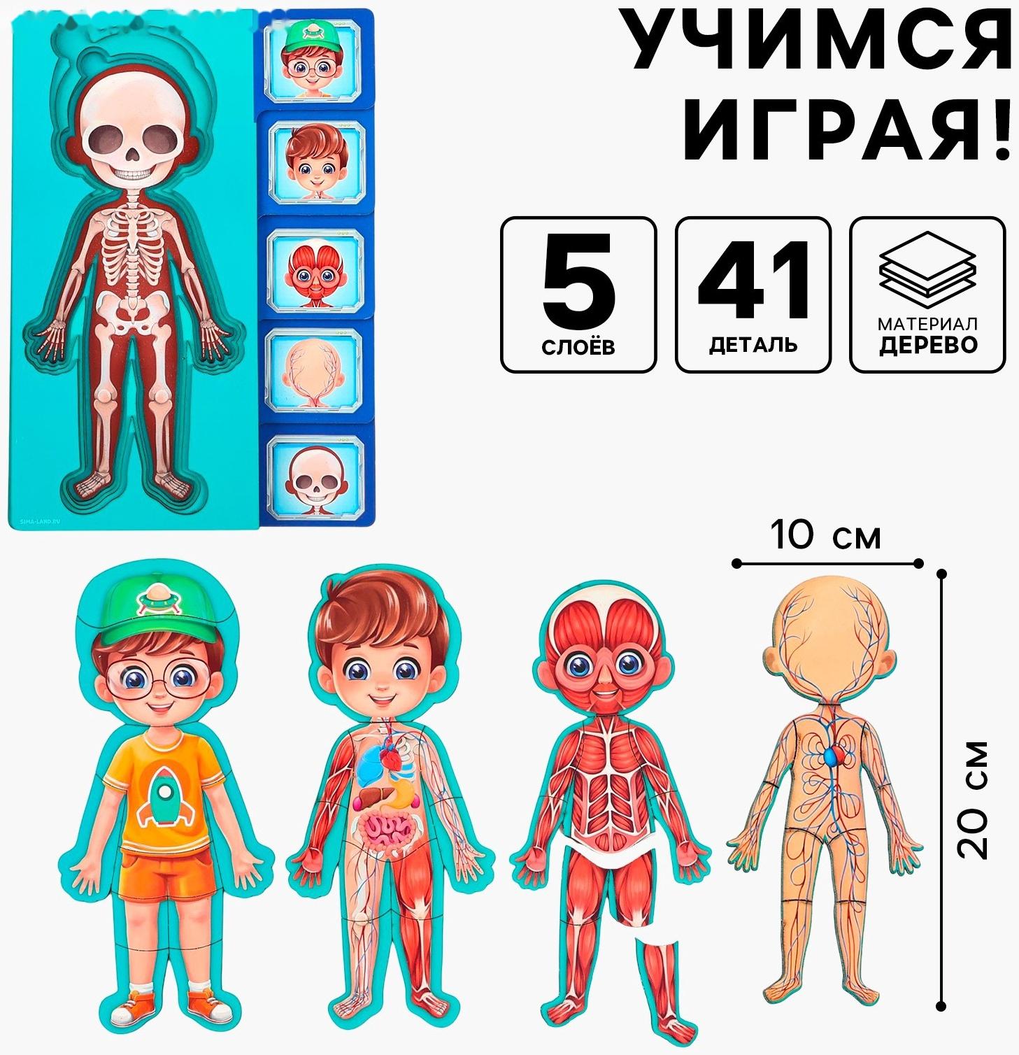 Обучающий набор «Тело человека», рамка-вкладка и книга с наклейками