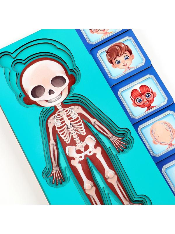 Обучающий набор «Тело человека», рамка-вкладка и книга с наклейками