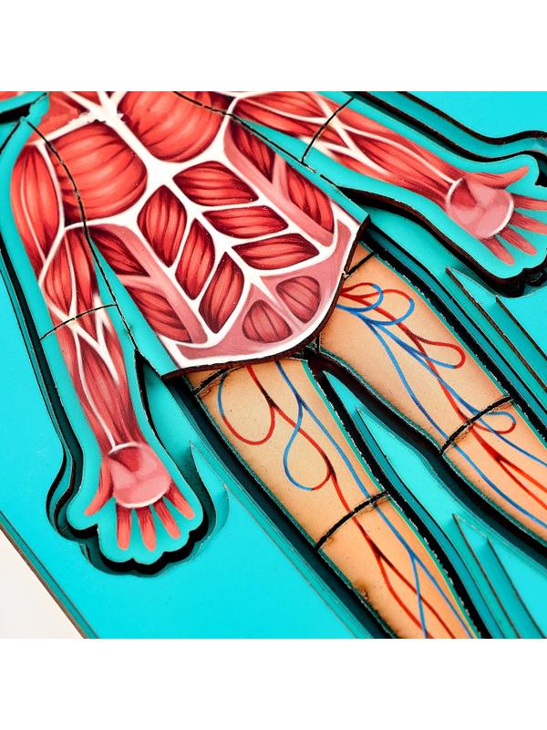 Обучающий набор «Тело человека», рамка-вкладка и книга с наклейками