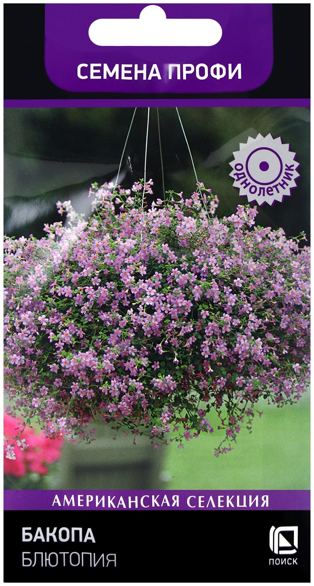 Семена цветов Бакопа Блютопия, 5шт