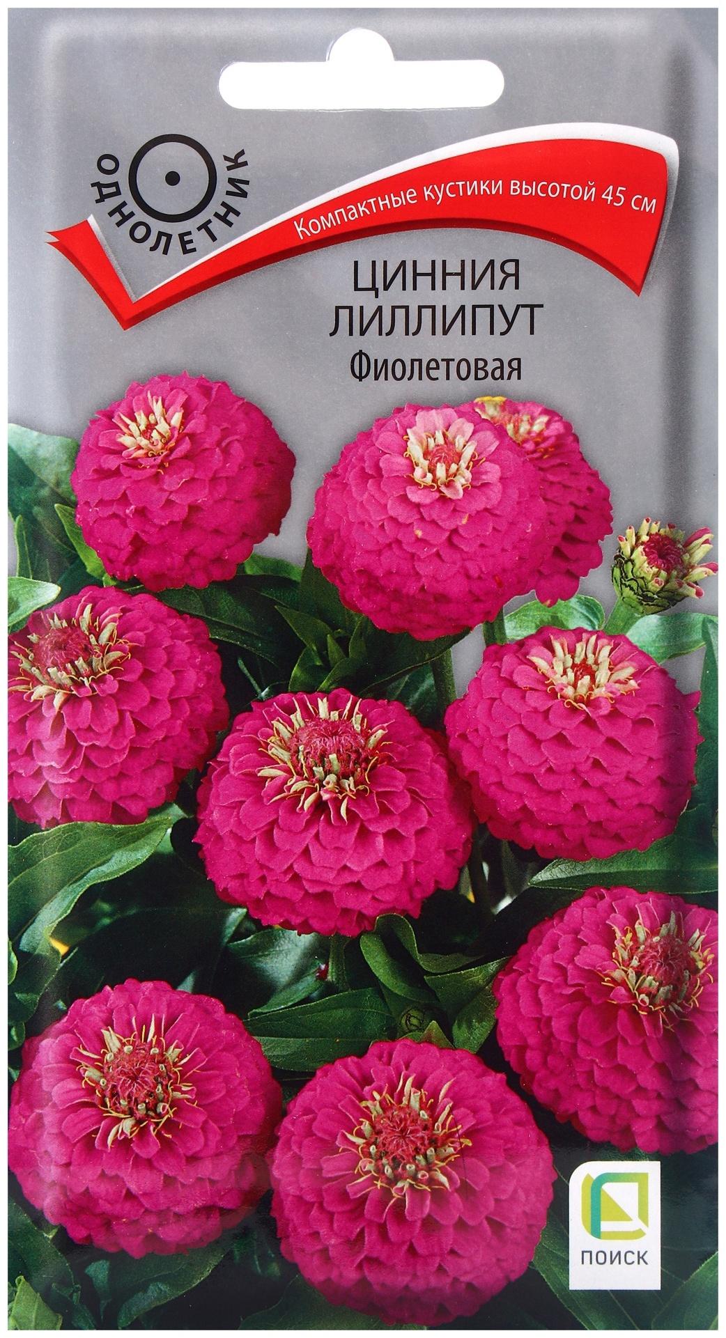 Семена цветов Цинния лиллипут Фиолетовая, 0,4гр