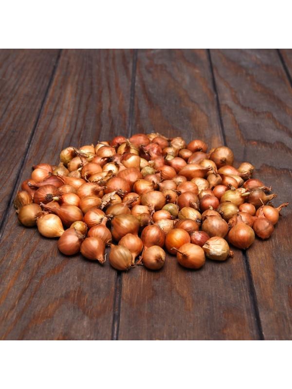 Лук севок Штутгартен ризен , р-р 18-21 5 кг, Весна 2025