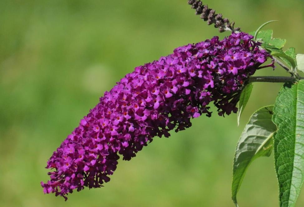 Буддлея Давида Люкс 