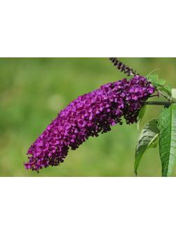 Буддлея Давида Люкс 