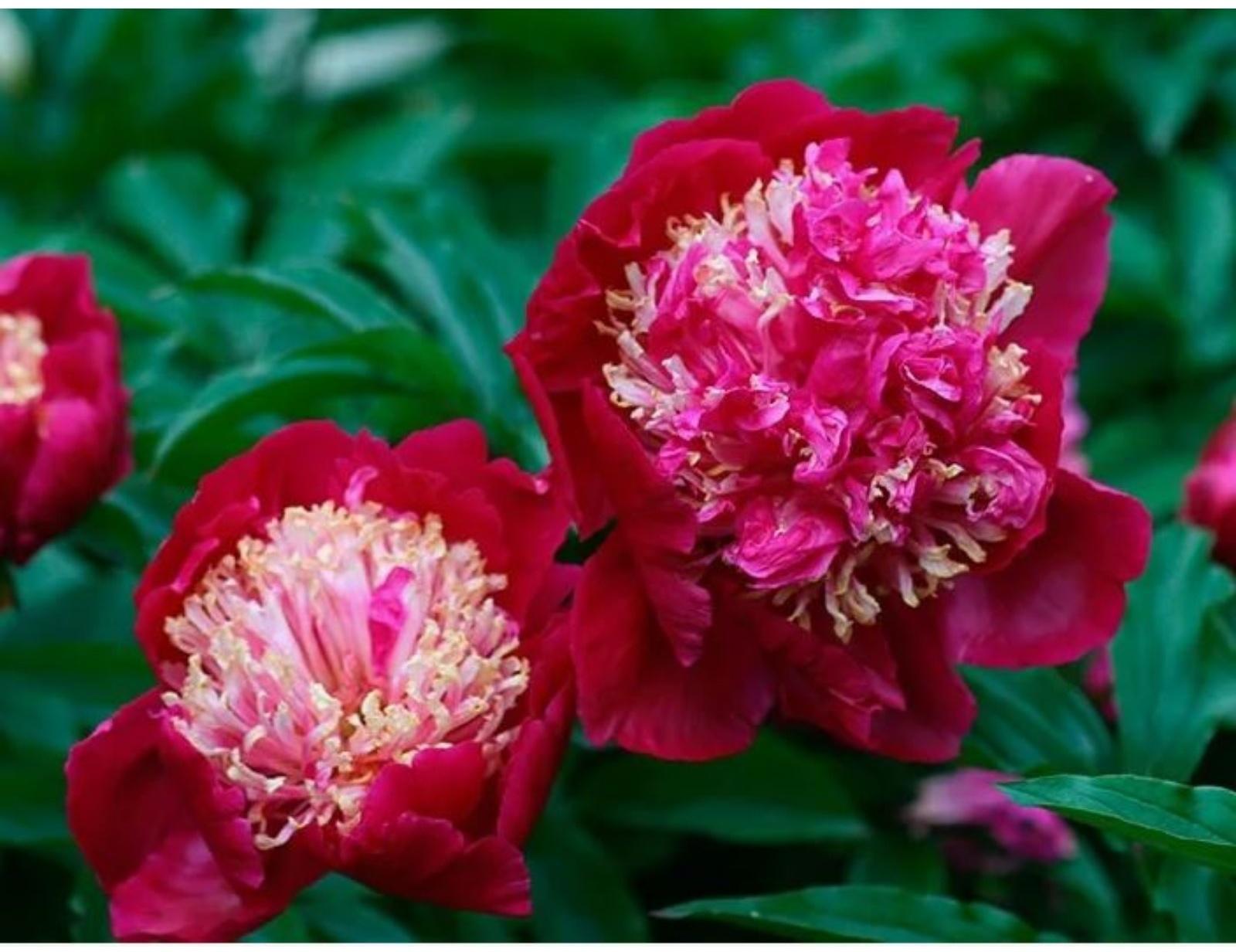 Пион молочноцветковый Том Кэт, горшок С3, 1 шт, Лето 2024