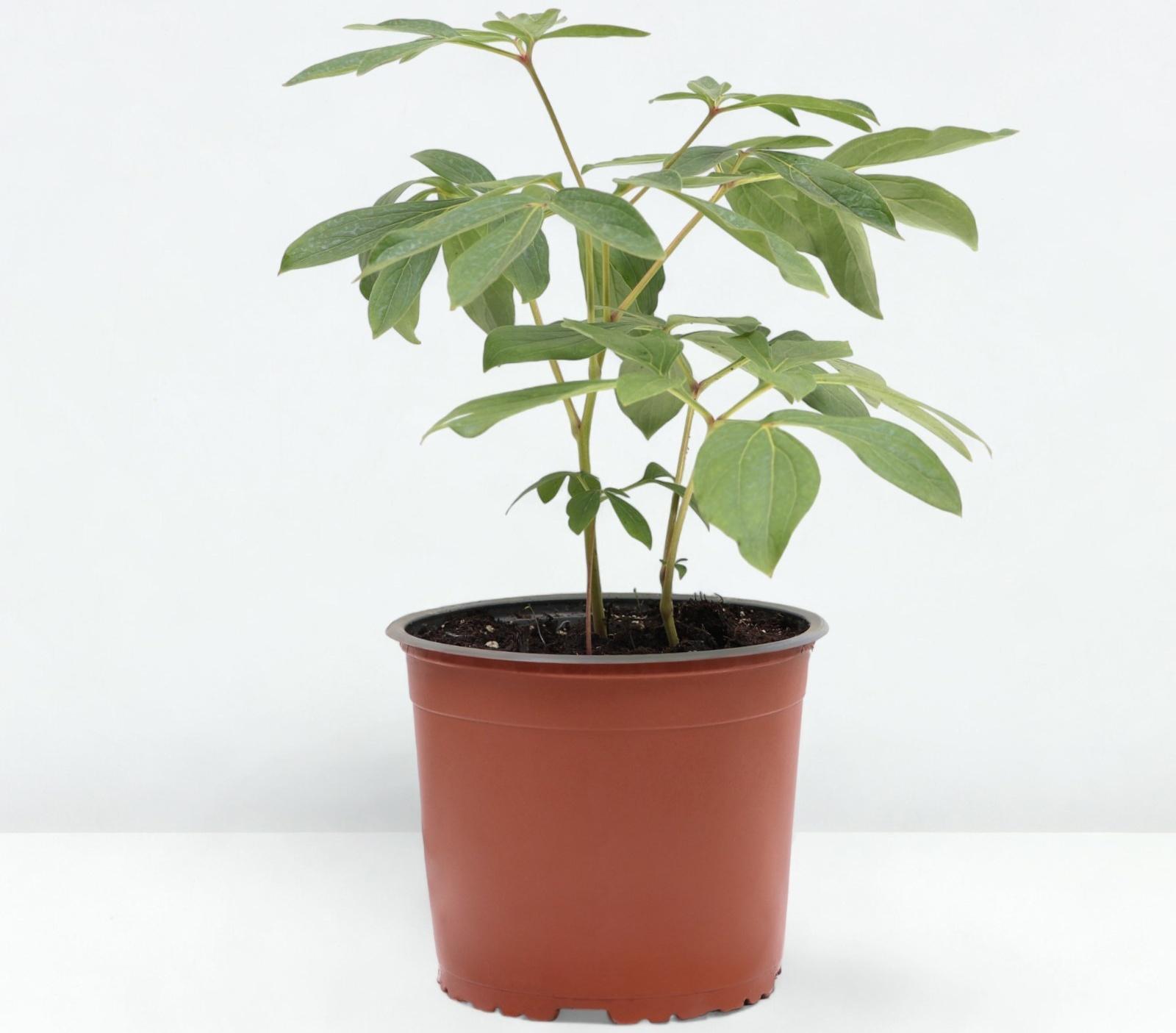 Пион молочноцветковый Том Кэт, горшок С3, 1 шт, Лето 2024