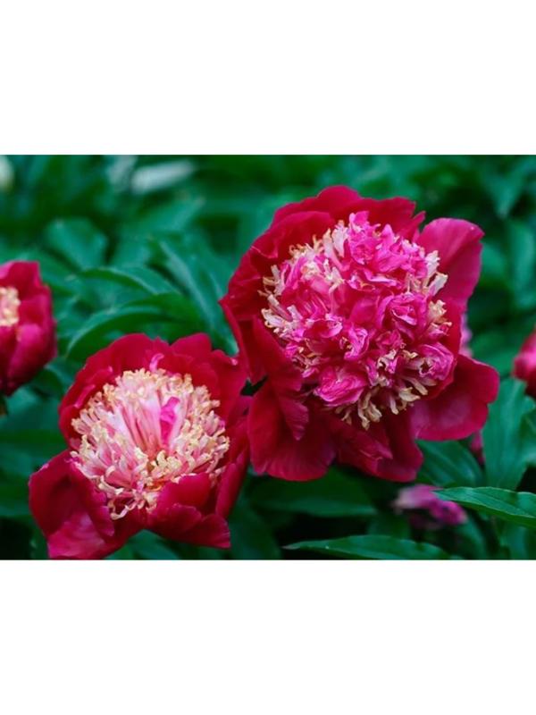 Пион молочноцветковый Том Кэт, горшок С3, 1 шт, Лето 2024