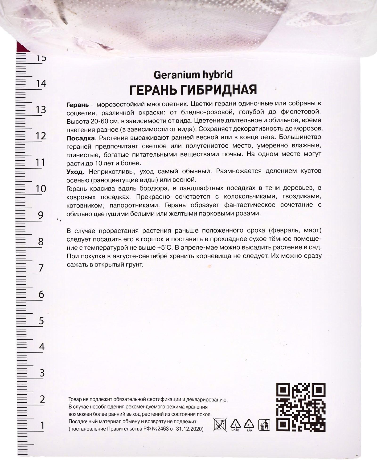 Герань гибридная Сью Круг, р-р I, 1 шт, Весна 2025