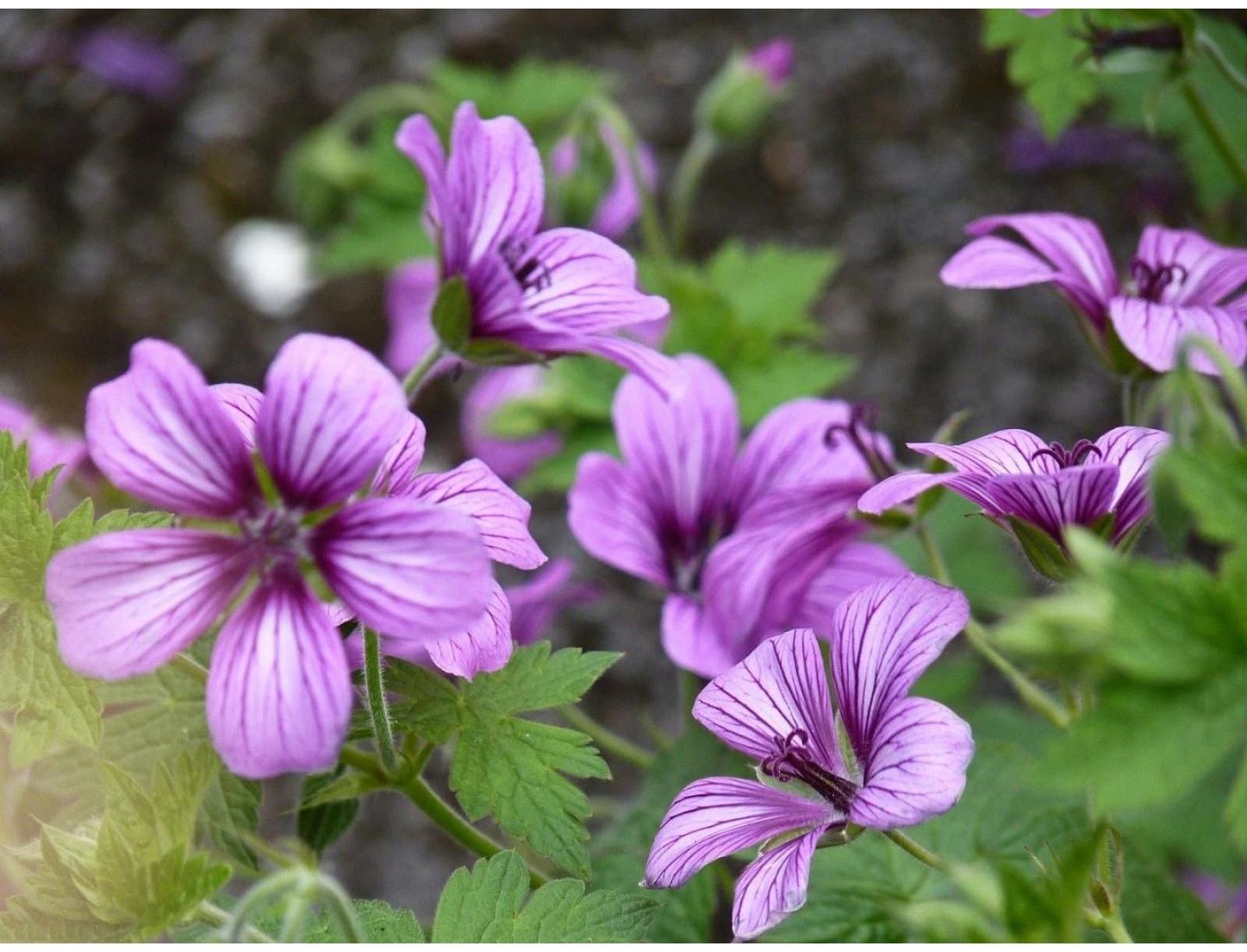 Герань гибридная Сью Круг, р-р I, 1 шт, Весна 2025