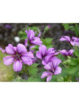 Герань гибридная Сью Круг, р-р I, 1 шт, Весна 2025