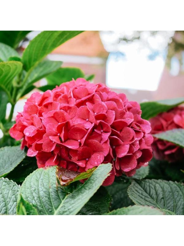 Гортензия крупнолистовая 