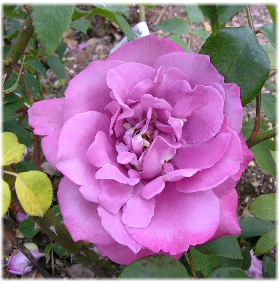 Саженец Роза флорибунда 