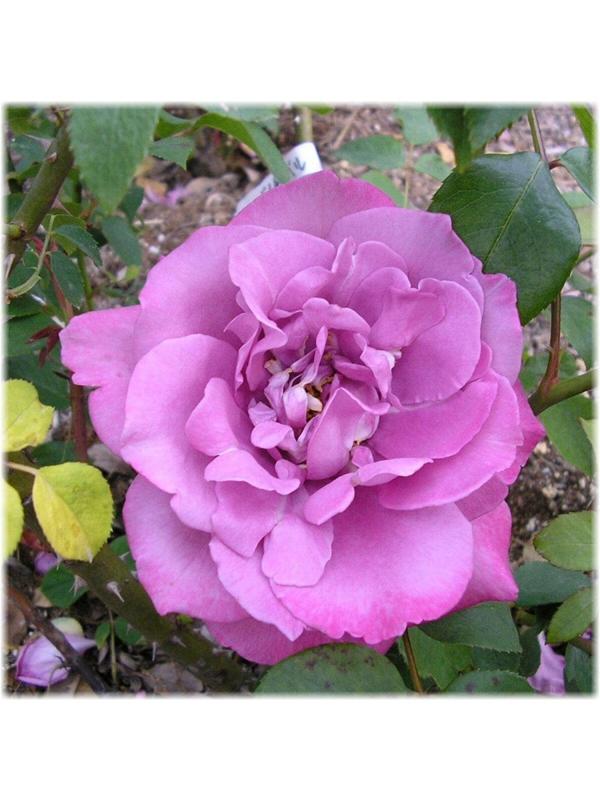 Саженец Роза флорибунда 