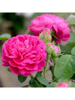 Саженец Роза парковая 