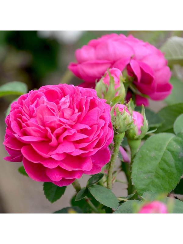 Саженец Роза парковая 