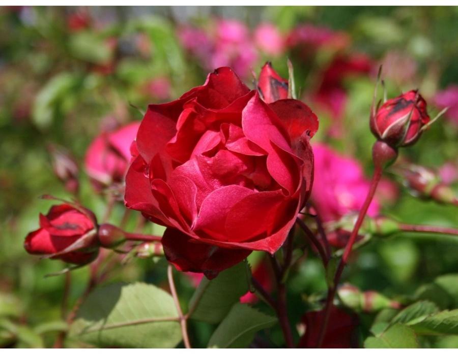 Саженец Роза канадская парковая 