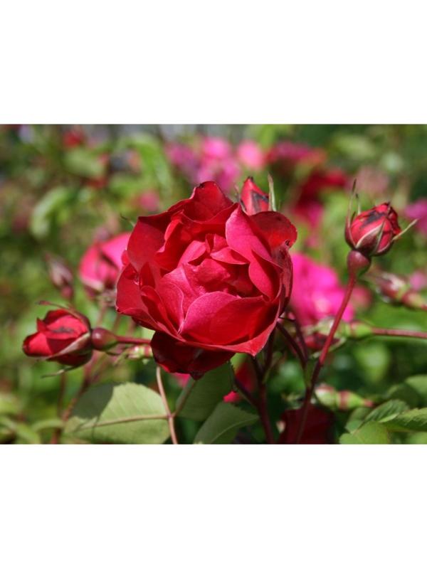 Саженец Роза канадская парковая 