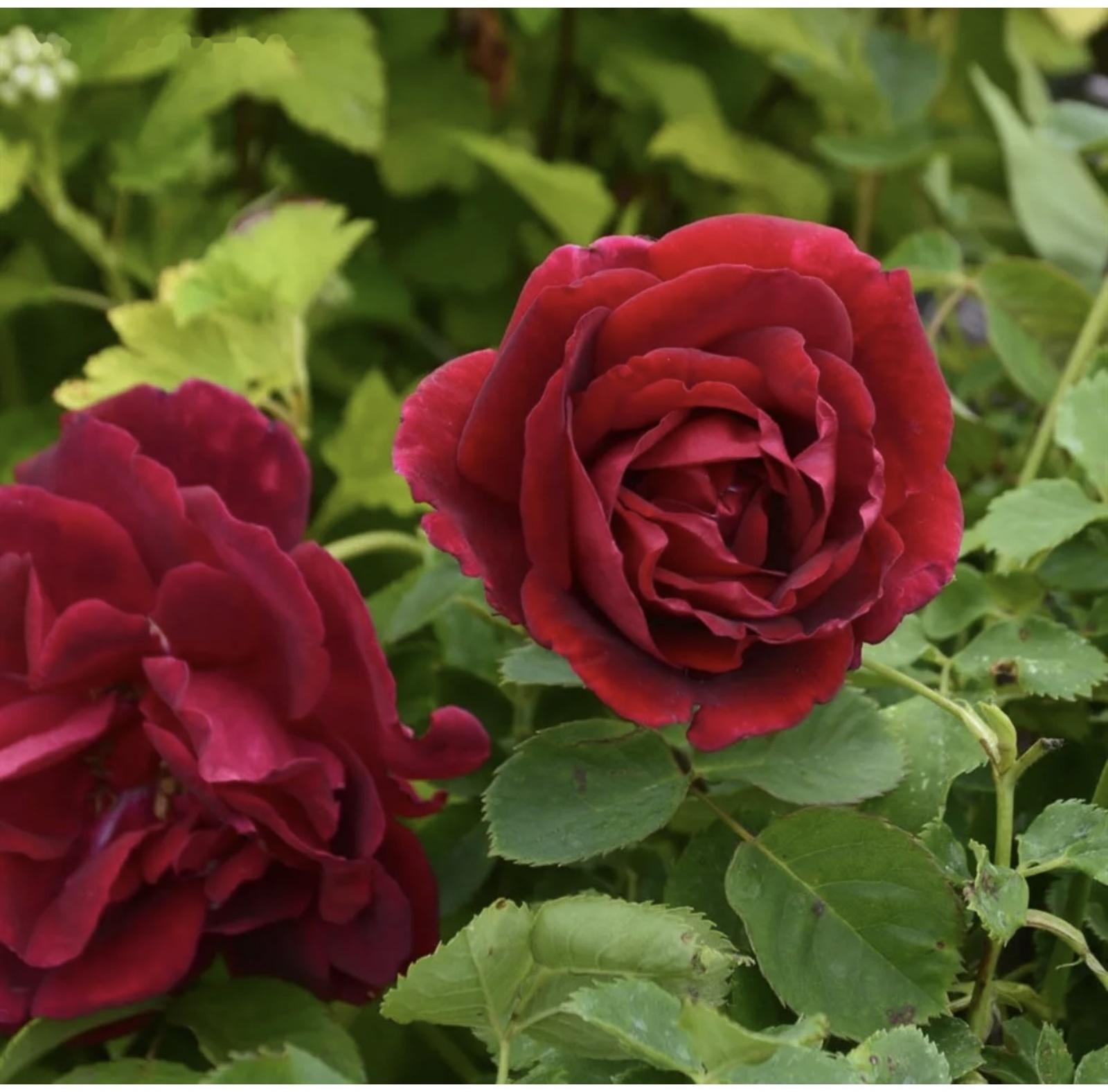 Саженец Роза канадская парковая 