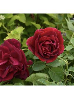 Саженец Роза канадская парковая 