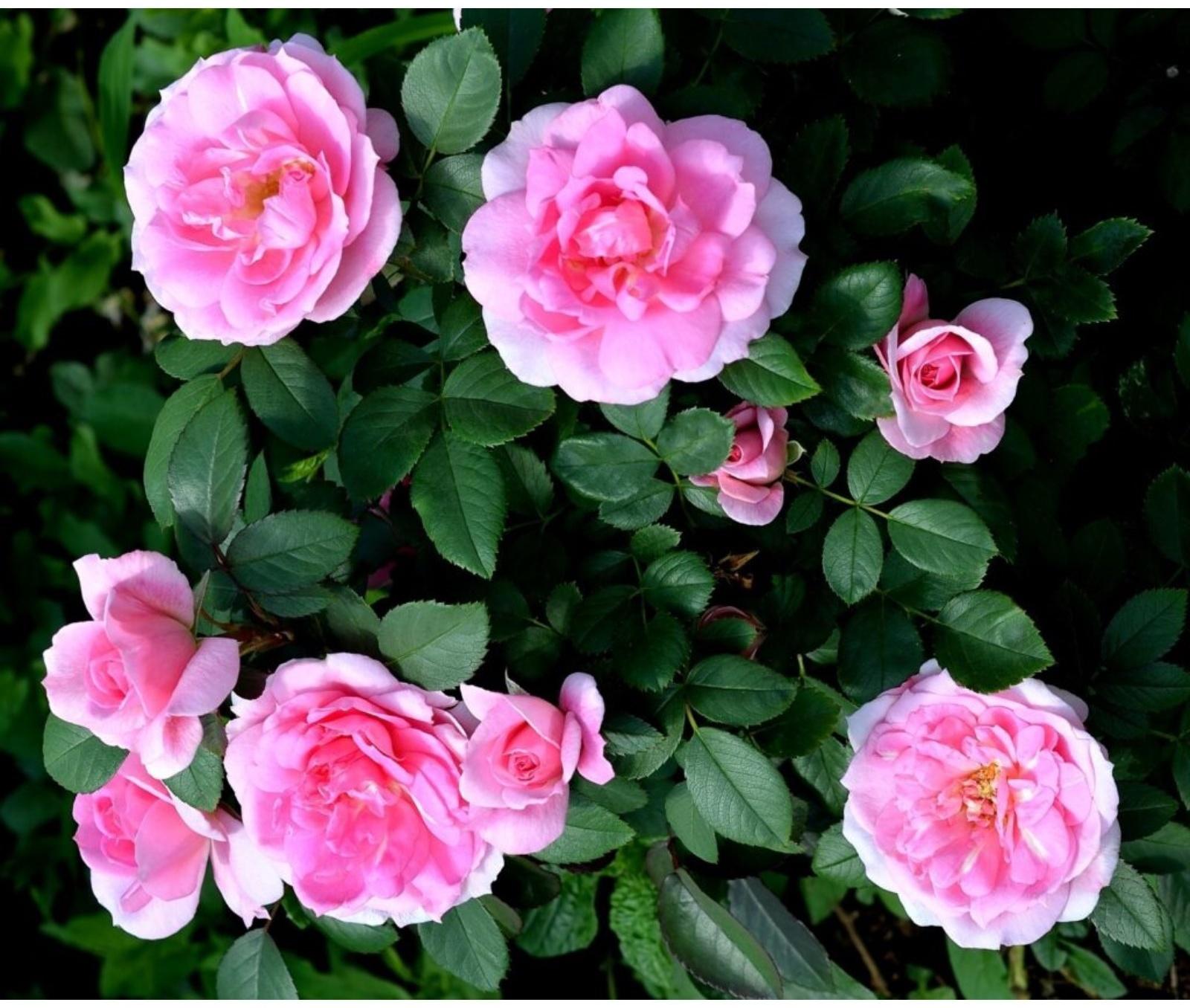 Саженец Роза канадская парковая 