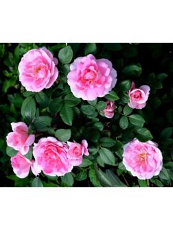 Саженец Роза канадская парковая 