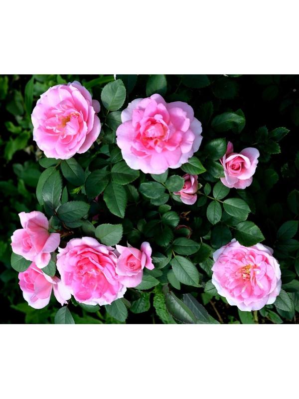 Саженец Роза канадская парковая 