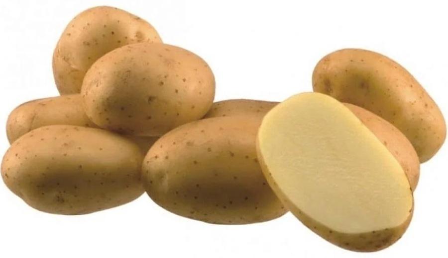 Семенной Картофель 