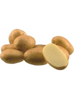 Семенной Картофель 