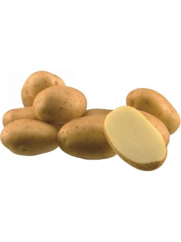 Семенной Картофель 