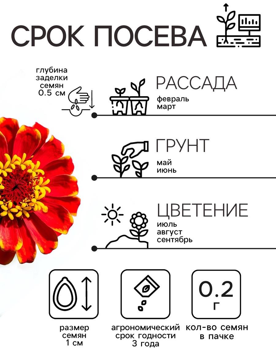Семена цветов Цинния 