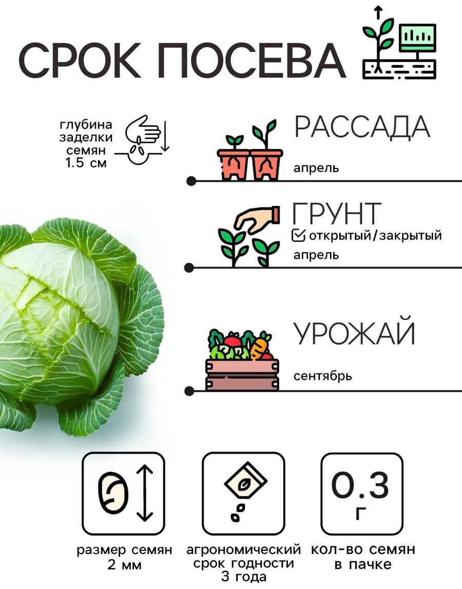 Семена Капуста белокочанная 