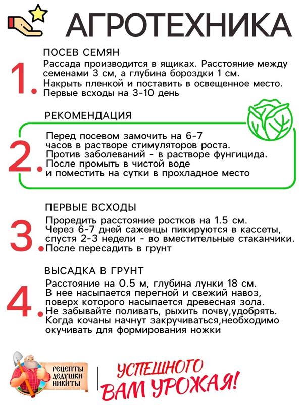 Семена Капуста белокочанная 