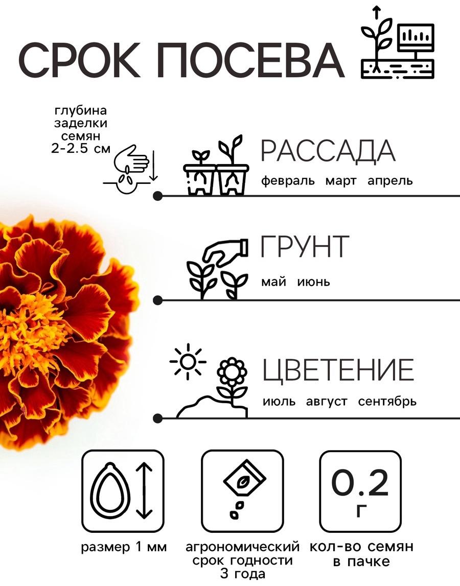 Семена цветов Бархатцы 