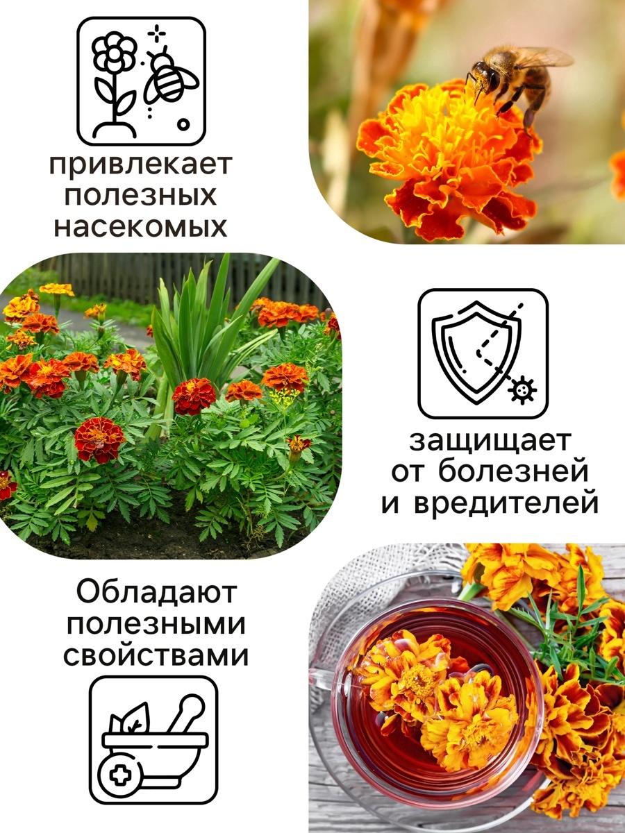 Семена цветов Бархатцы 