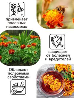 Семена цветов Бархатцы 