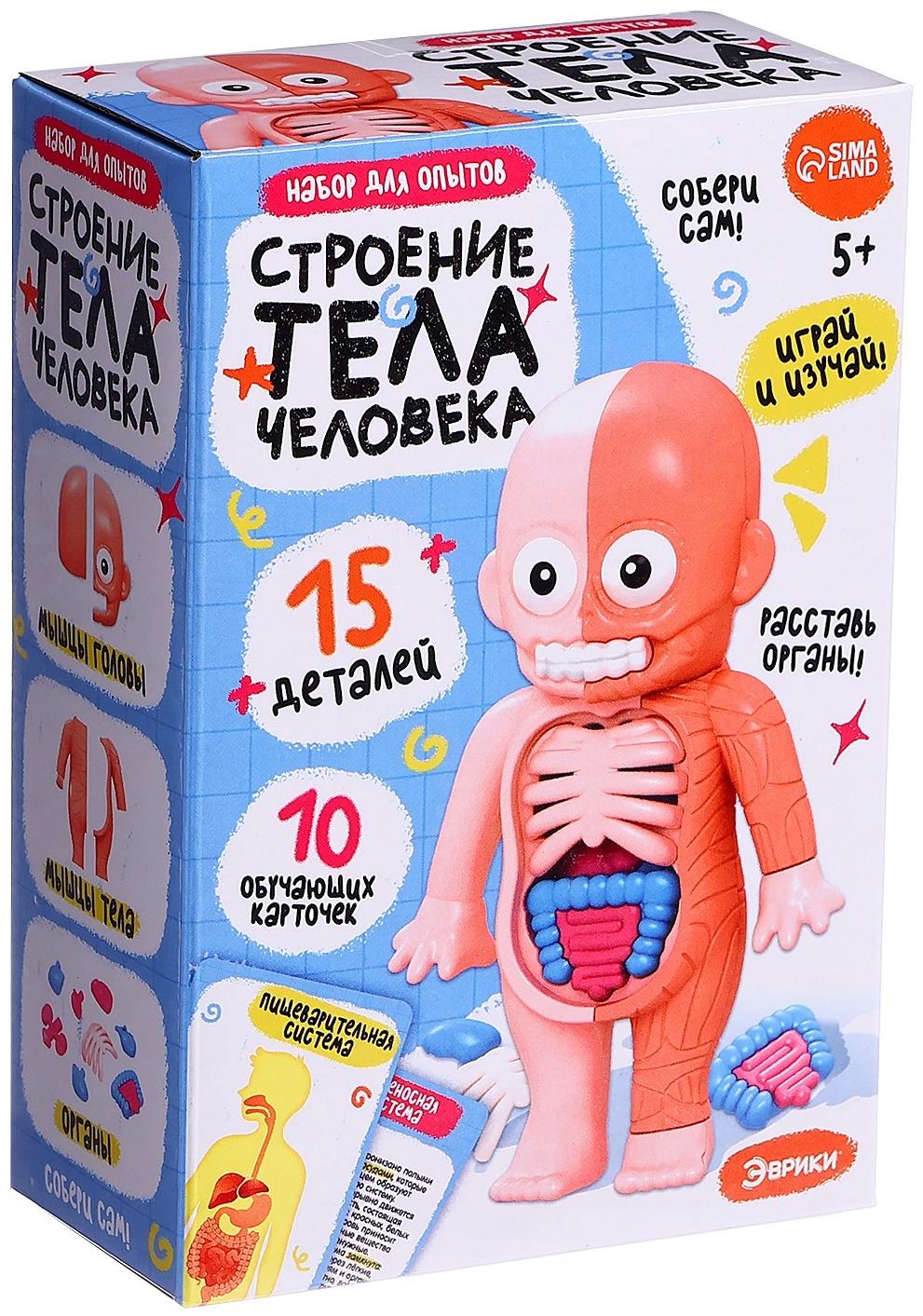Набор для опытов по анатомии «Строение тела человека», 15 деталей, 10 обучающих карточек