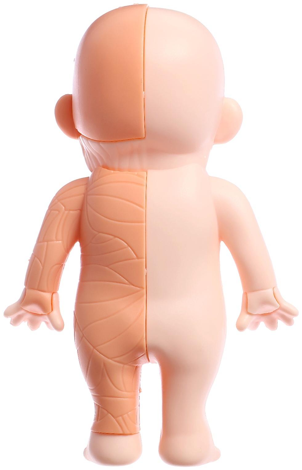 Набор для опытов по анатомии «Строение тела человека», 15 деталей, 10 обучающих карточек