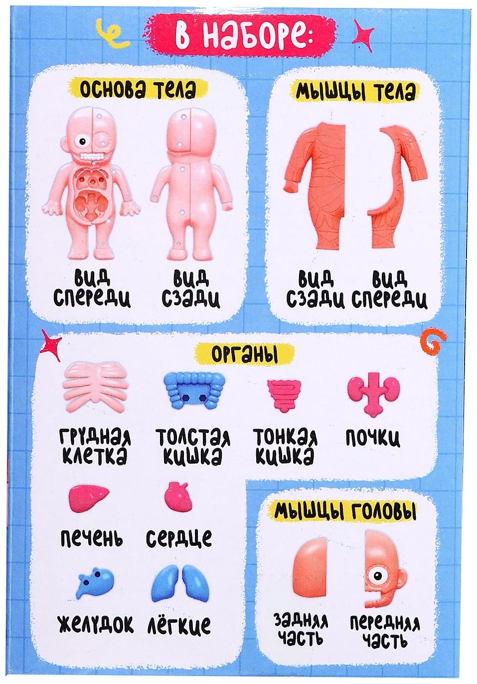 Набор для опытов по анатомии «Строение тела человека», 15 деталей, 10 обучающих карточек