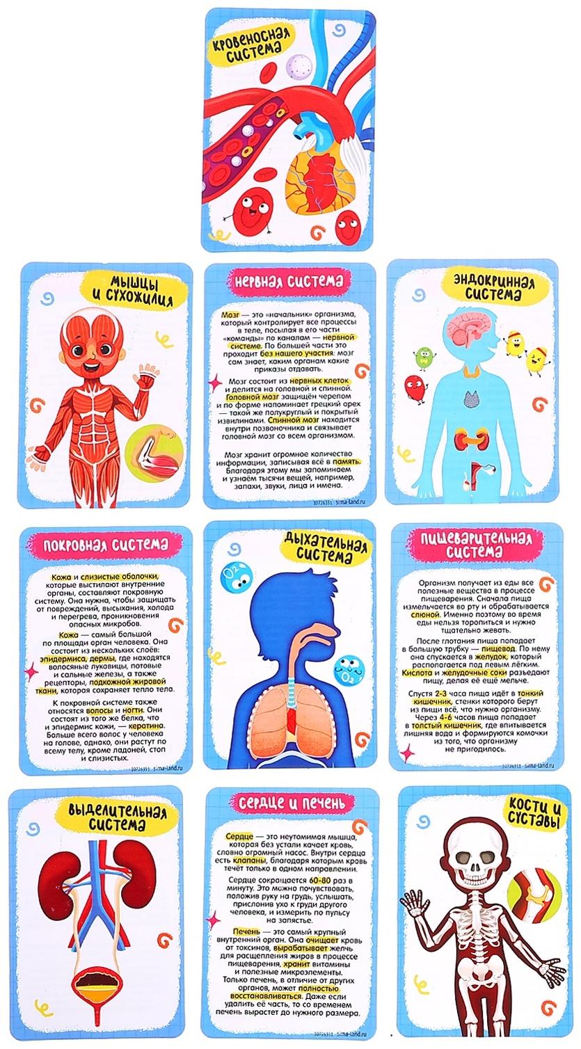Набор для опытов по анатомии «Строение тела человека», 15 деталей, 10 обучающих карточек
