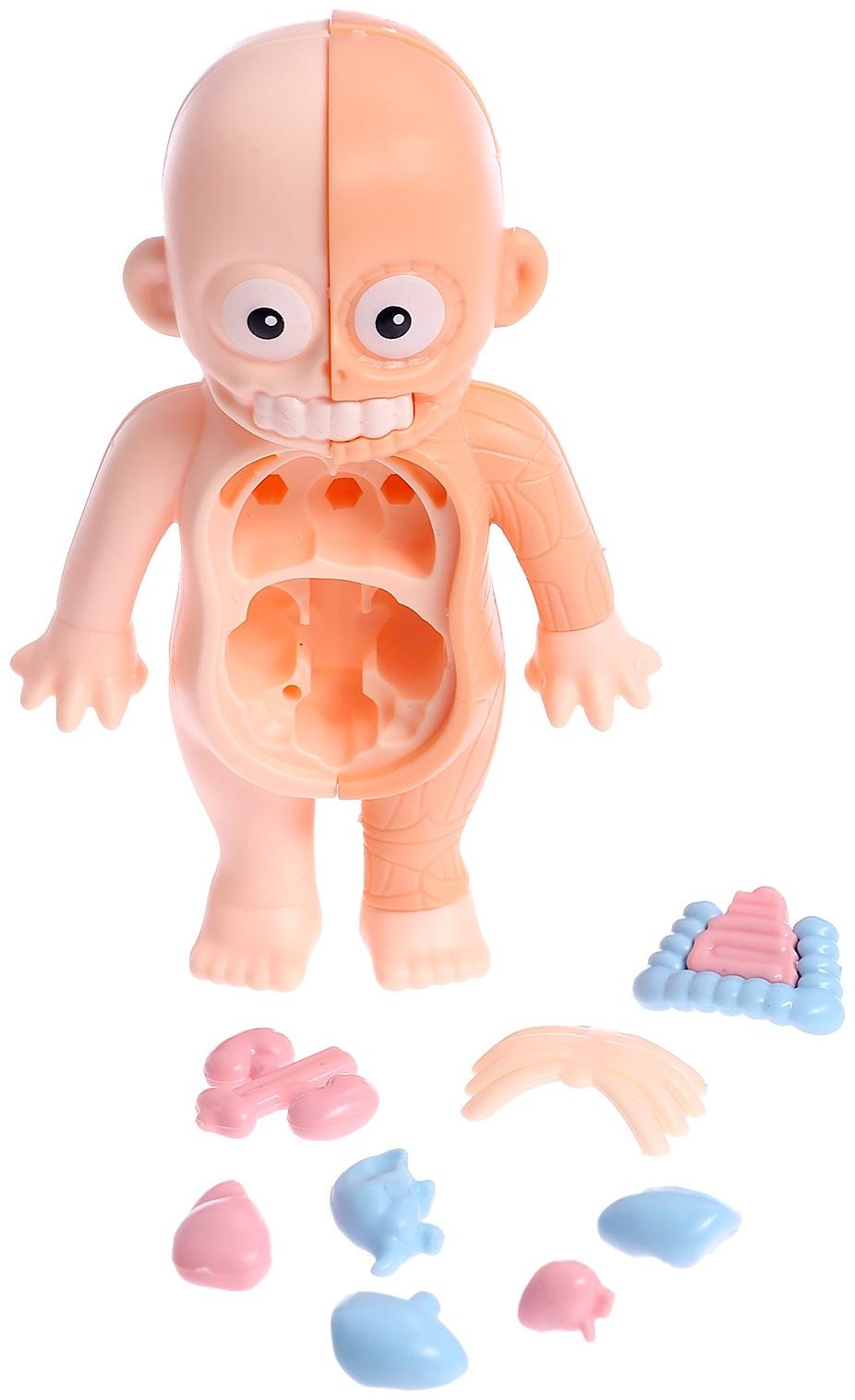 Набор для опытов по анатомии «Строение тела человека», 15 деталей, 10 обучающих карточек