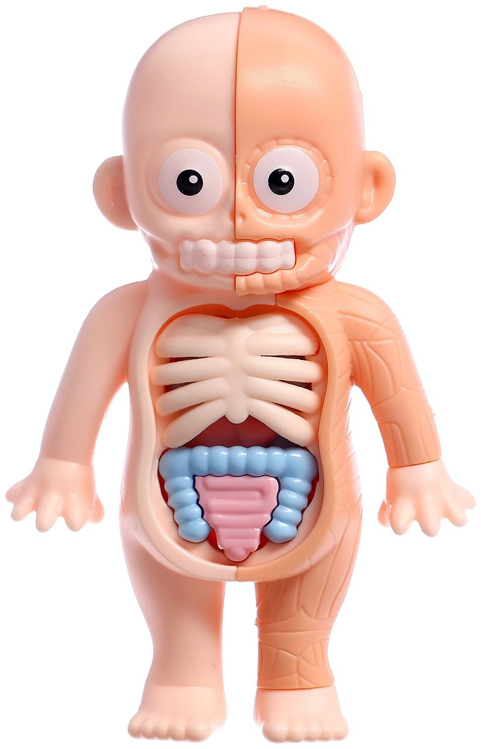 Набор для опытов по анатомии «Строение тела человека», 15 деталей, 10 обучающих карточек