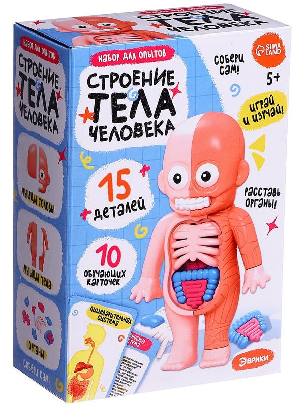 Набор для опытов по анатомии «Строение тела человека», 15 деталей, 10 обучающих карточек