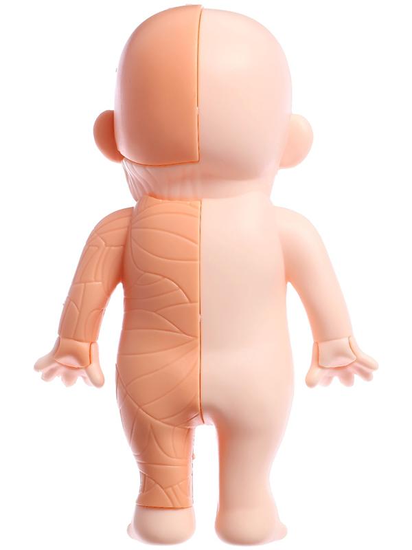 Набор для опытов по анатомии «Строение тела человека», 15 деталей, 10 обучающих карточек