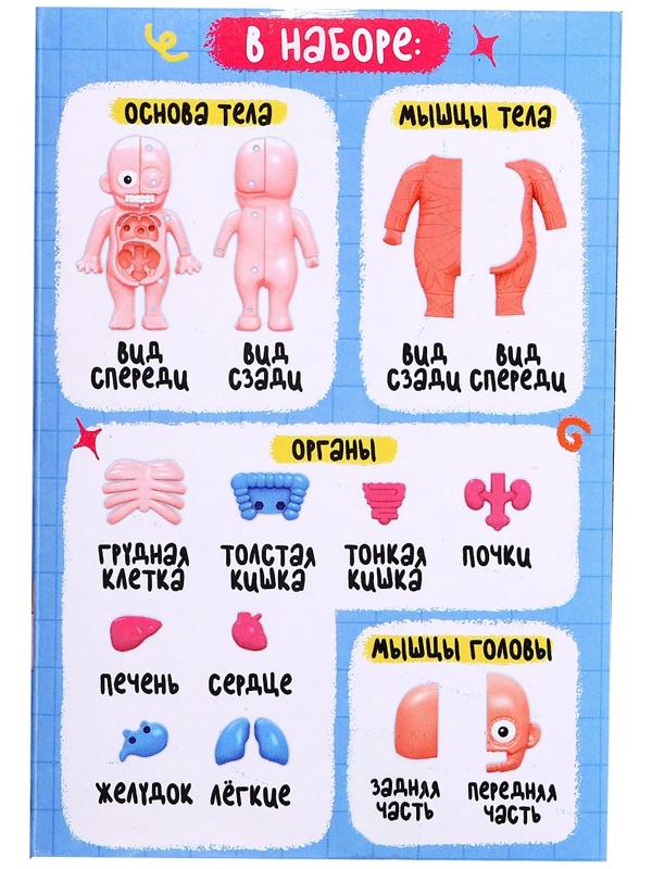 Набор для опытов по анатомии «Строение тела человека», 15 деталей, 10 обучающих карточек