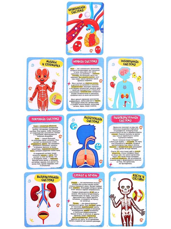 Набор для опытов по анатомии «Строение тела человека», 15 деталей, 10 обучающих карточек