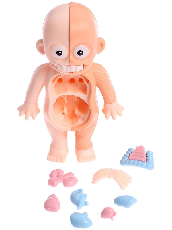 Набор для опытов по анатомии «Строение тела человека», 15 деталей, 10 обучающих карточек