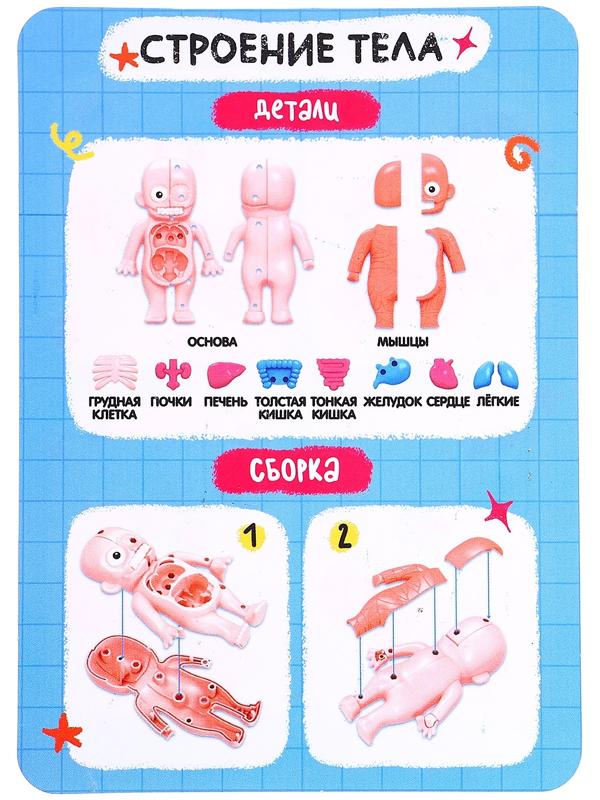 Набор для опытов по анатомии «Строение тела человека», 15 деталей, 10 обучающих карточек